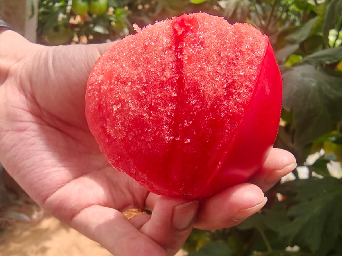 普罗旺斯西红柿产品展示