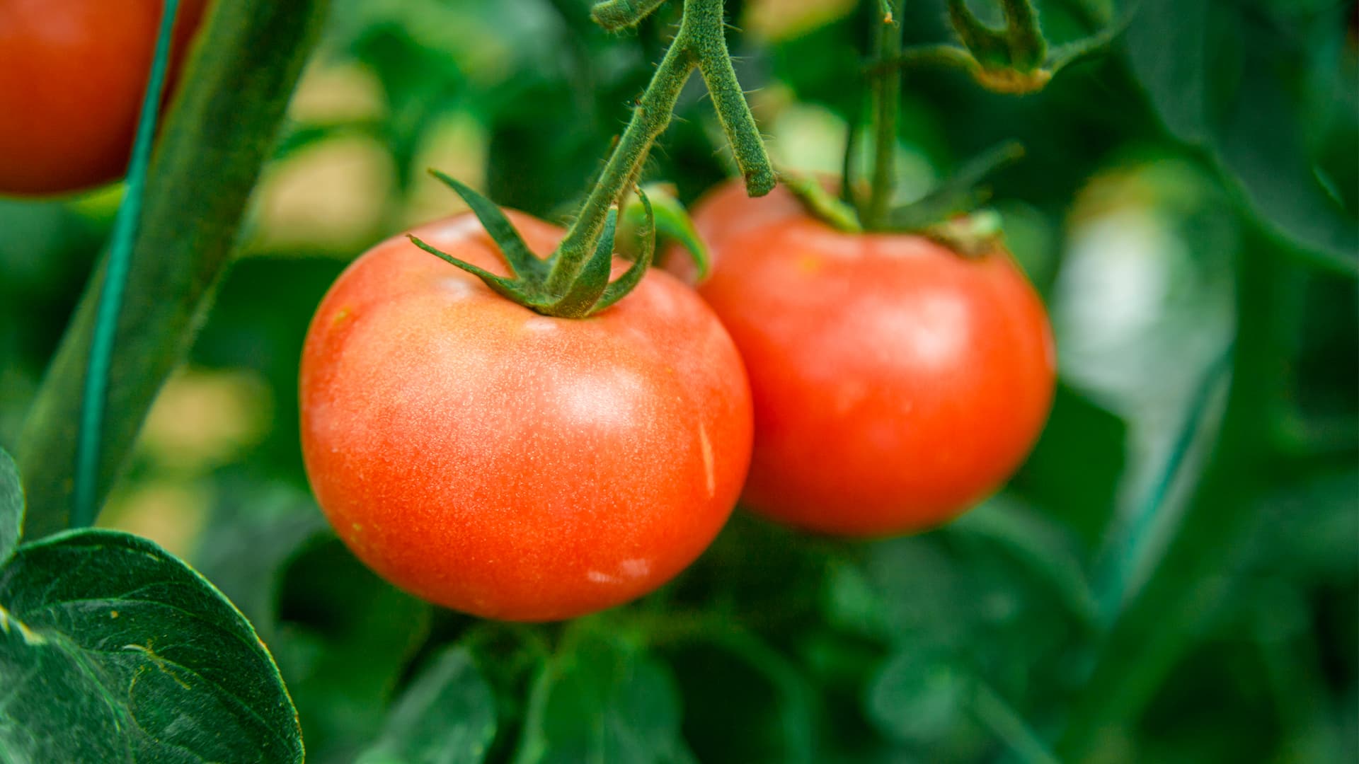 普罗旺斯西红柿产品展示